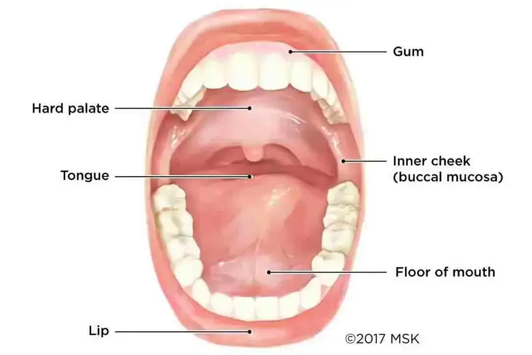 Types of Mouth Cancer