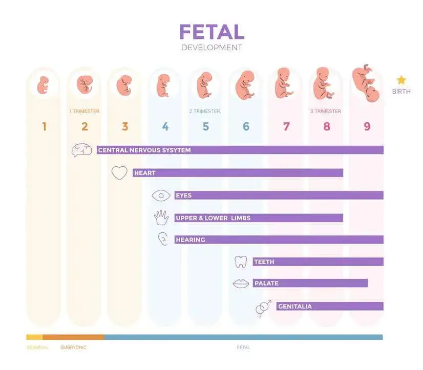 stages of development of the fetus 
