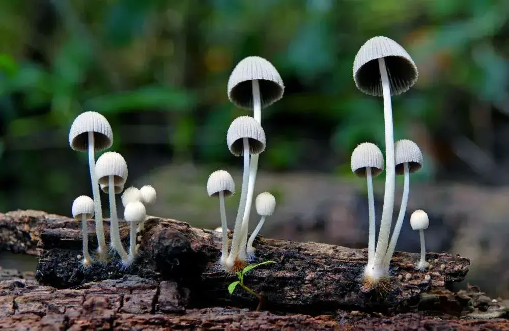 mushroom growing on top of soil