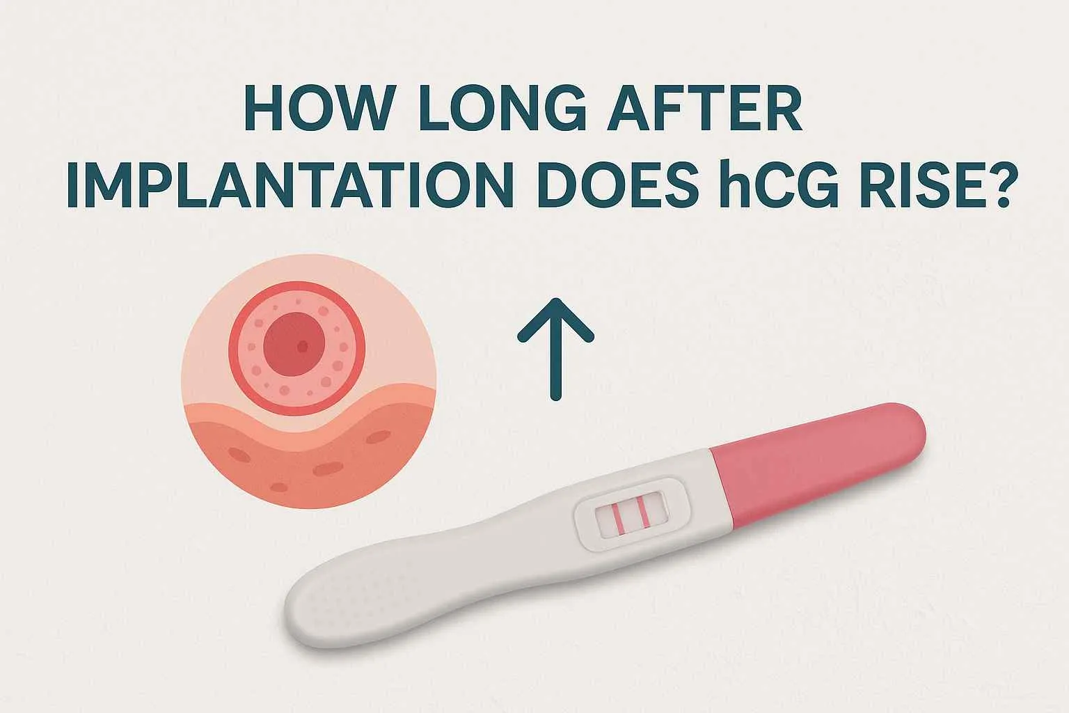 How Long After Implantation Does hCG Rise? Here’s a Clear...