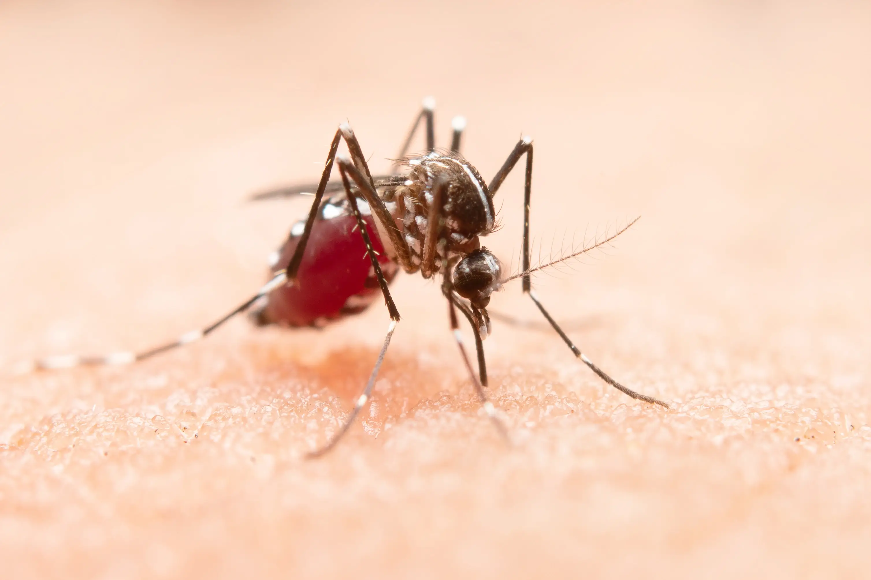 Chikungunya in Hindi