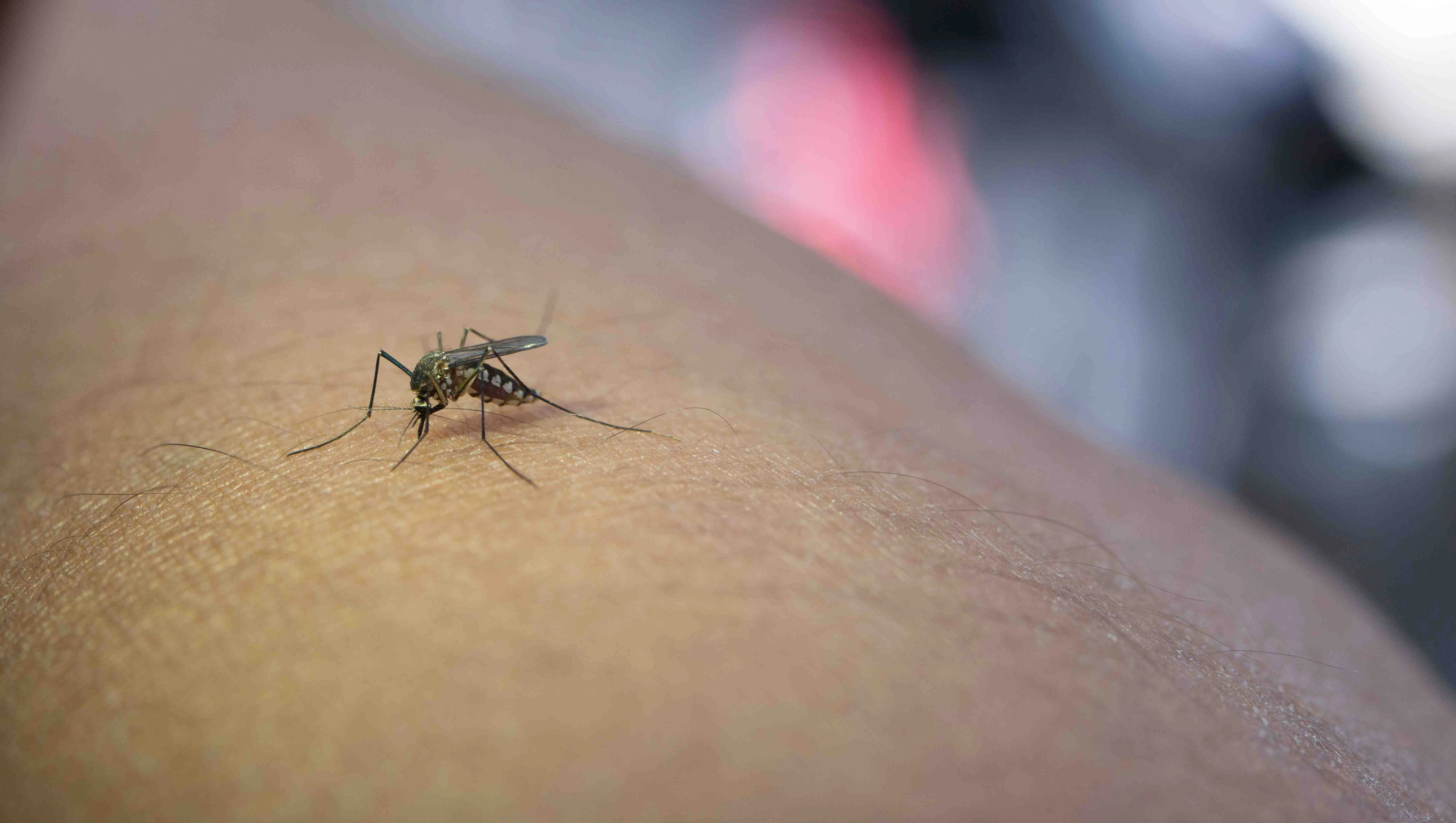 malaria ke Lakshan