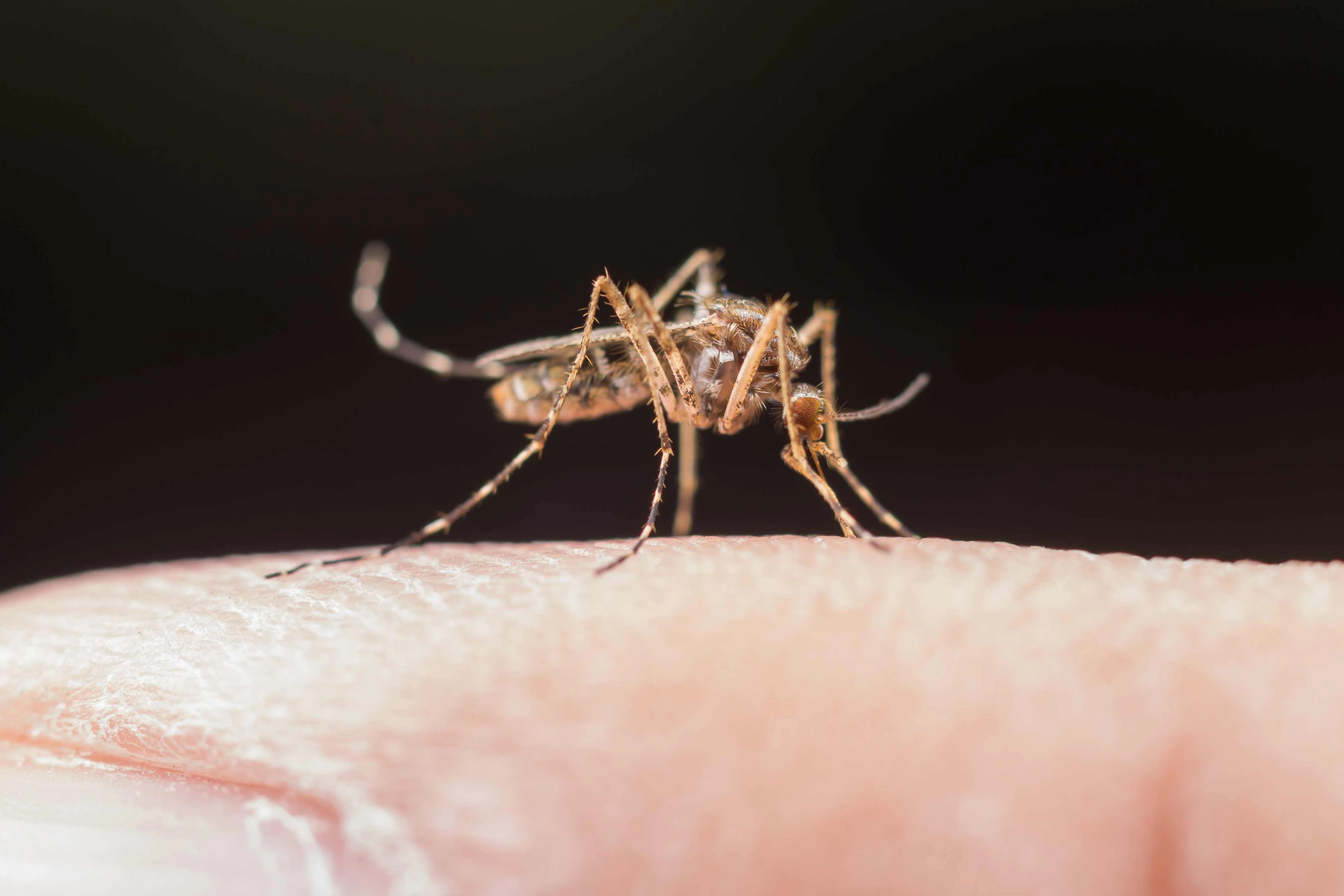dengue symptoms in hindi