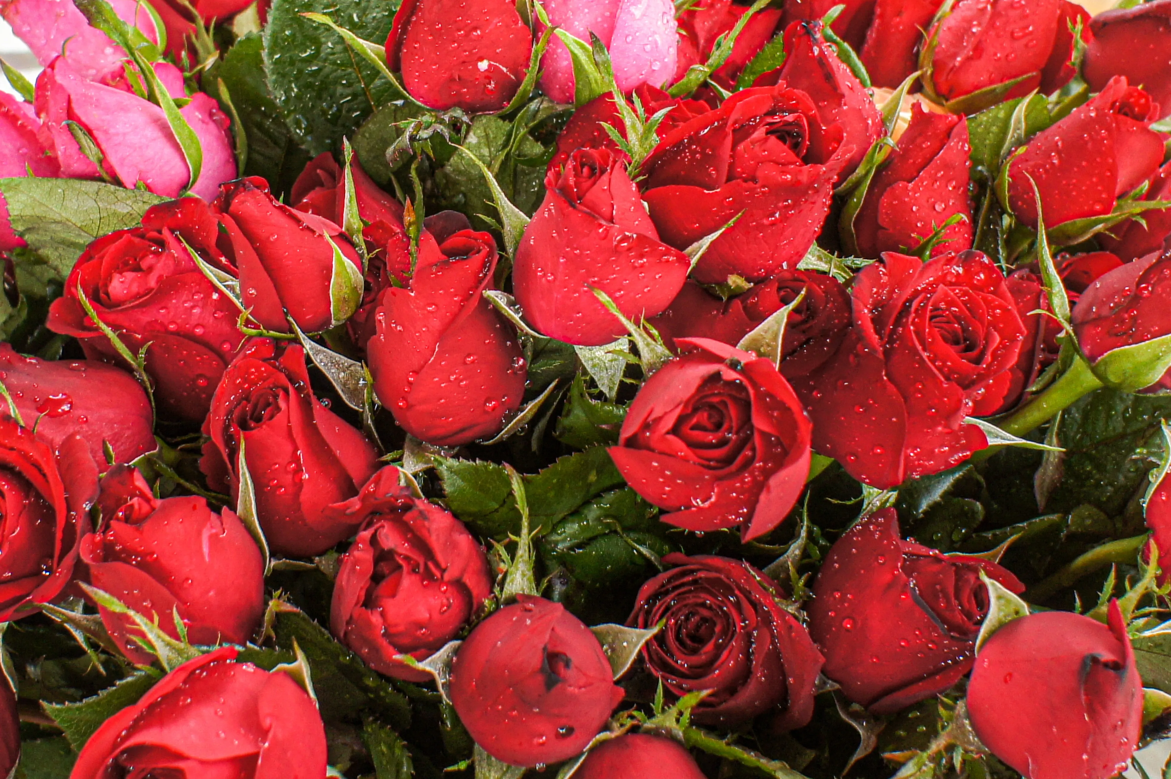 The Colors Of Love: Unraveling The Meaning Of Different R...