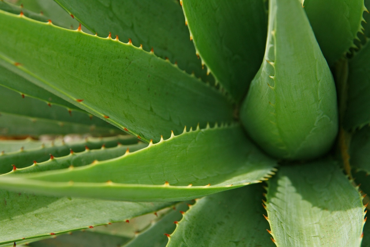 Aloe Vera Ke Fayde in Hindi