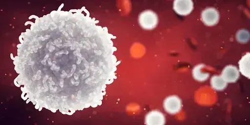 Foods and Habits to Raise White Blood Cell Levels