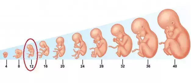 गर्भावस्था का 12 वां सप्ताह: प्रमुख परिवर...