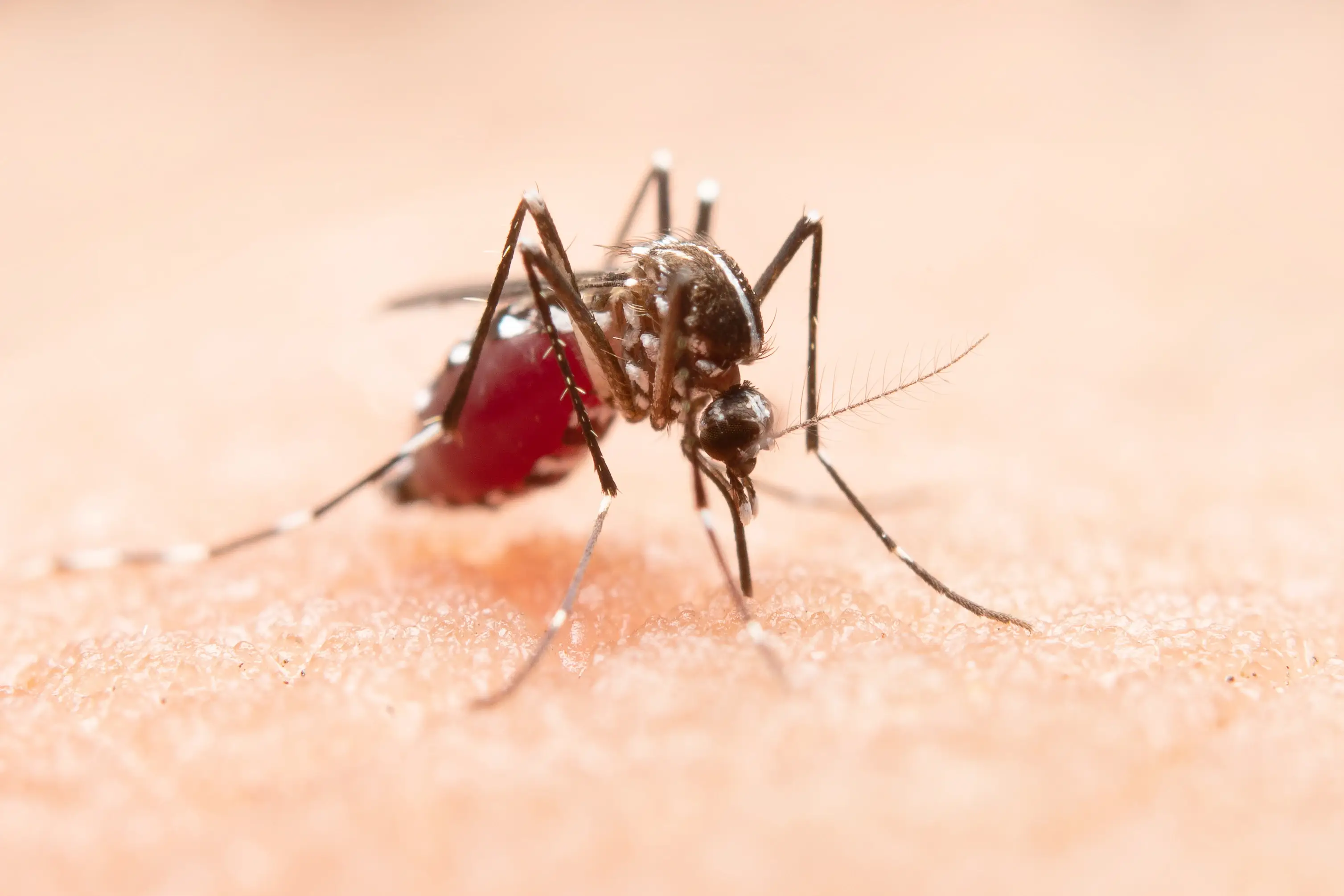 चिकनगुनिया के कारण, इलाज | Chikungunya in Hindi
