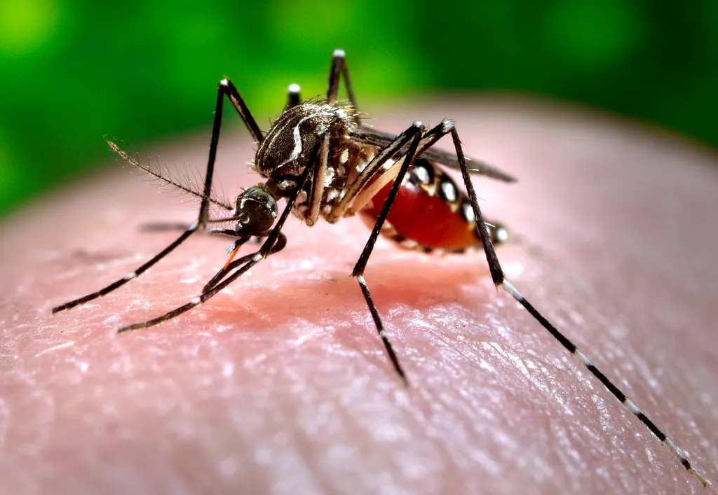 डेंगू बुखार उपचार के लिए 6 घरेलू उपचार