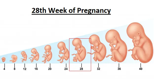 28th Week Of Pregnancy: Baby is Growing F...