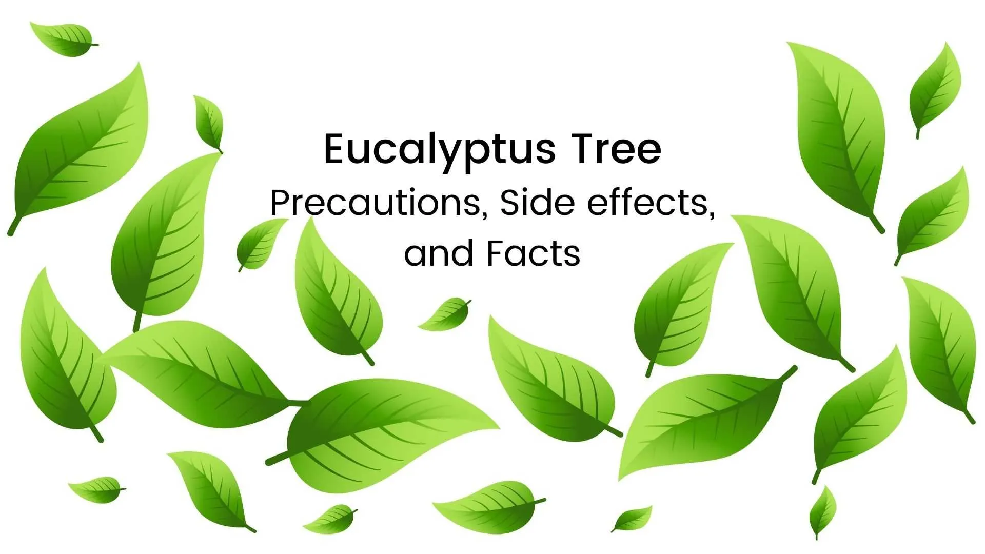 Eucalyptus Tree: Precautions, Side effects, Facts. Is it good for you?