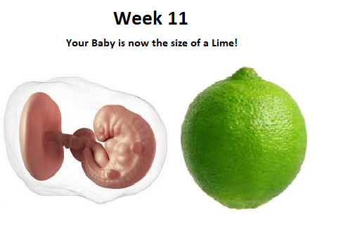 11 weeks fetus size